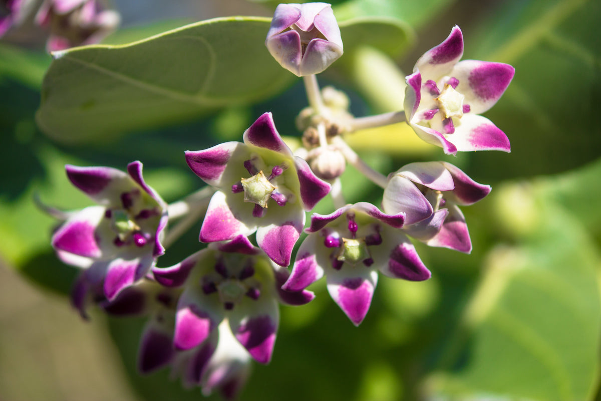 10 GIANT MILKWEED Sodom Apple Calotropis Procera Crown Flower Shrub Seeds