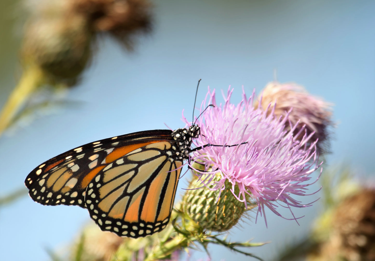 100 organic Milk Thistle (Silybum Marianum) Seeds
