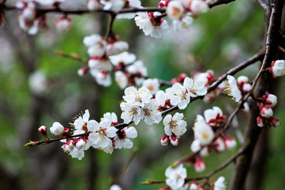 5 Common Apricot Tree (Prunus Armeniaca) fSeeds