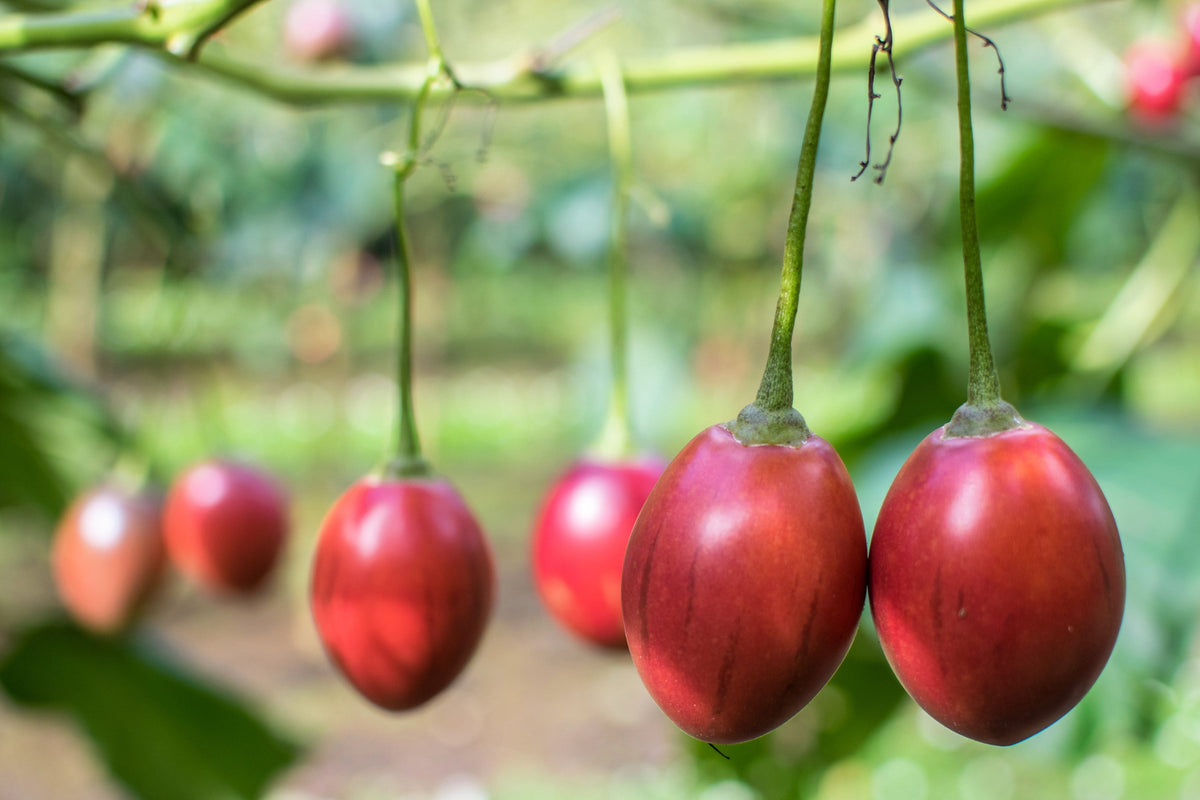 10 Tamarillo (Cyphomandra Betacea Solanum) Seeds