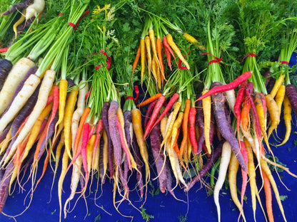500 Rainbow Carrot Mix (Daucus Carrota) Seeds