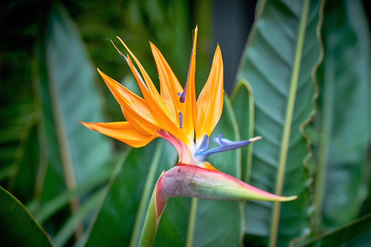Bird of Paradise (Strelitzia reginae) Seeds – 5 ct