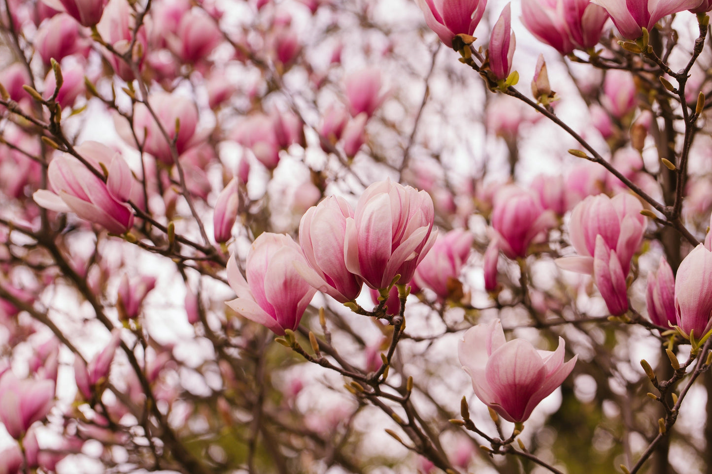 5 Saucer Magnolia/Tulip Tree (Soulangeana Denudata & Liliiflora)  Seeds