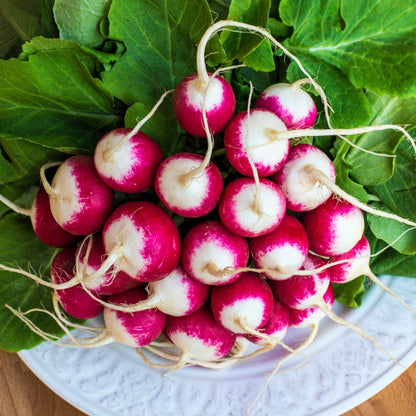 Sparkler White Tip Radish (Raphanus sativus) Seeds – 500 ct