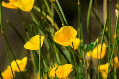 1000 Dwarf Yellow California Poppy (Eschscholzia Caespitosa) Seeds