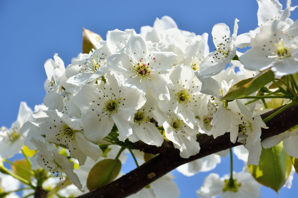 Asian Pear (Pyrus pyrifolia) Seeds – 20 ct