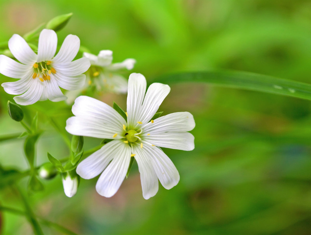 Organic Chickweed (Stellaria media) Seeds – 50 ct