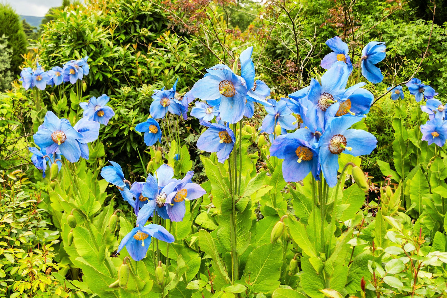 10 Blue Himalayan Poppy (Meconopsis Betonicifolia) Seeds