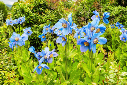 10 Blue Himalayan Poppy (Meconopsis Betonicifolia) Seeds