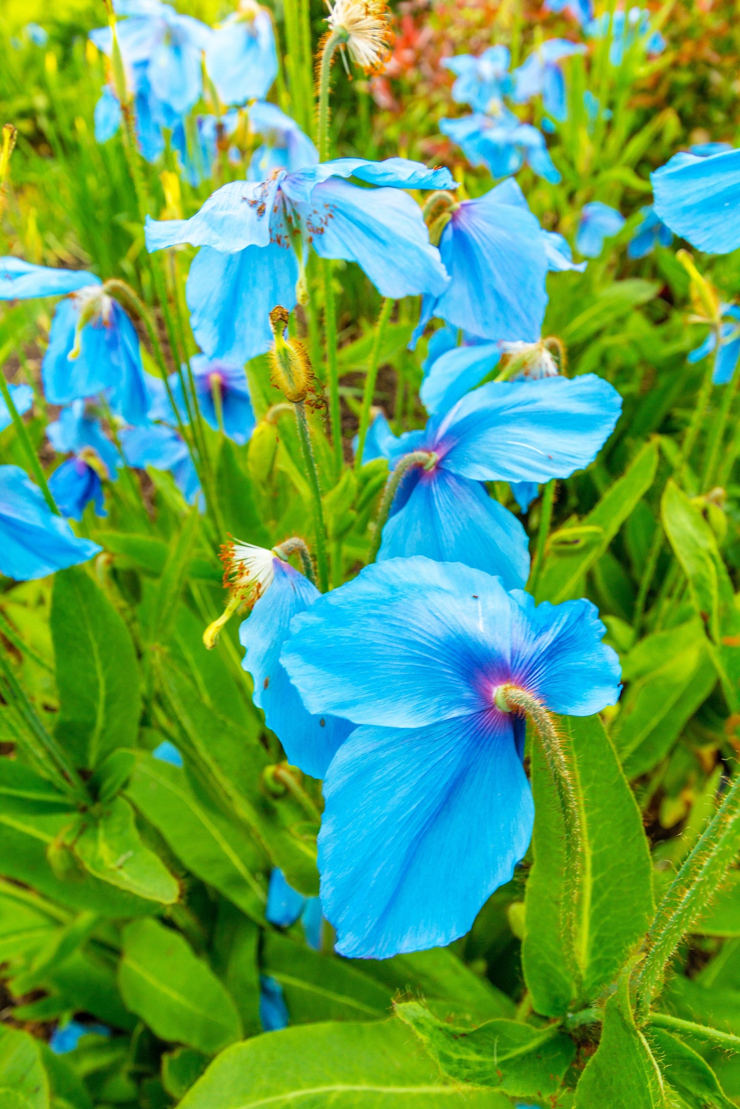 10 Blue Himalayan Poppy (Meconopsis Betonicifolia) Seeds