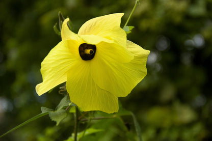 Ambrette (Musk Mallow) (Abelmoschus moschatus) Seeds – 40 ct