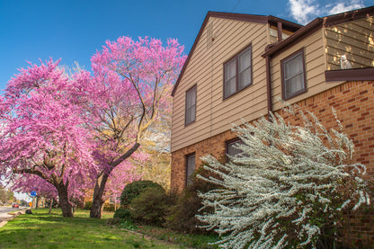 20 Eastern REDBUD TREE Cercis Canadensis Pink Flowering Native Tree Seeds