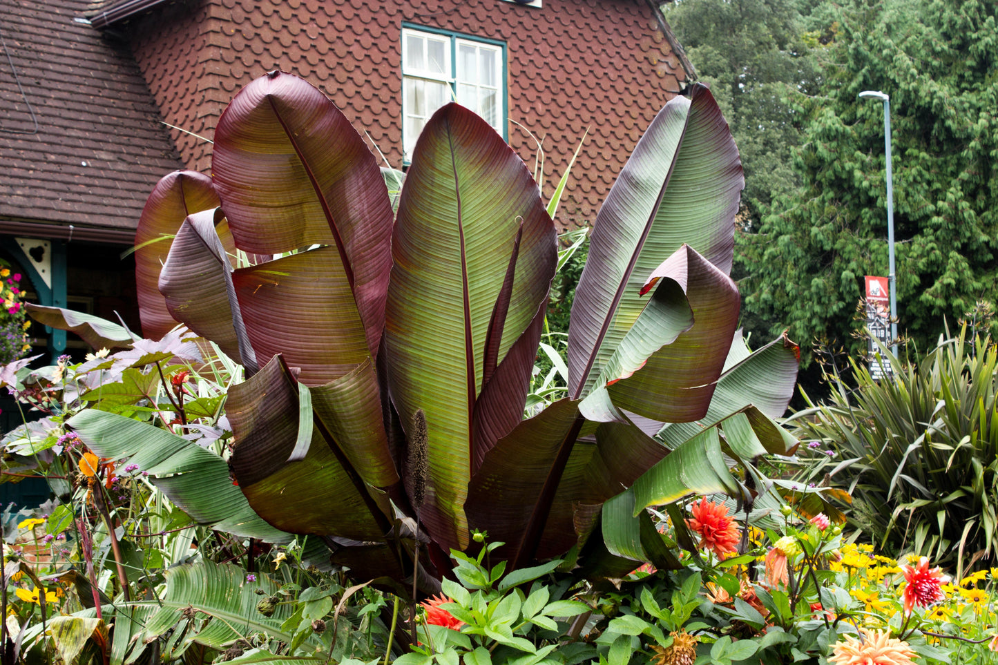 5 Red Abyssinian Banana (Musa Ensete Ventricosum) Seeds