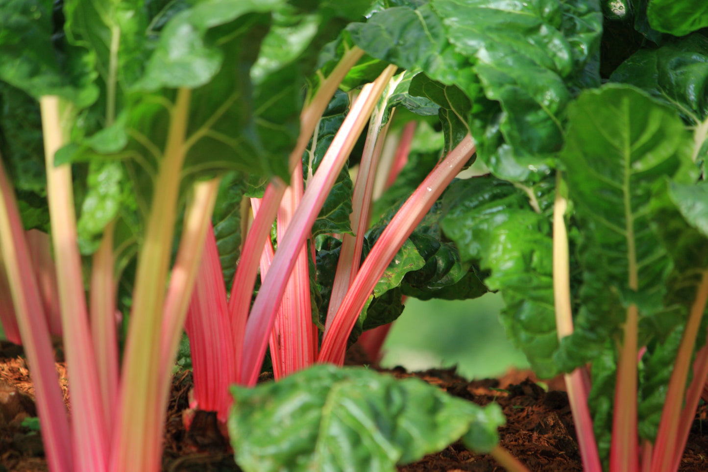 40 Flamingo Swiss Chard (Beta Vulgaris) Seeds