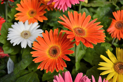 20 Gerber Diasy (Gerbera Jamesonii) Seeds
