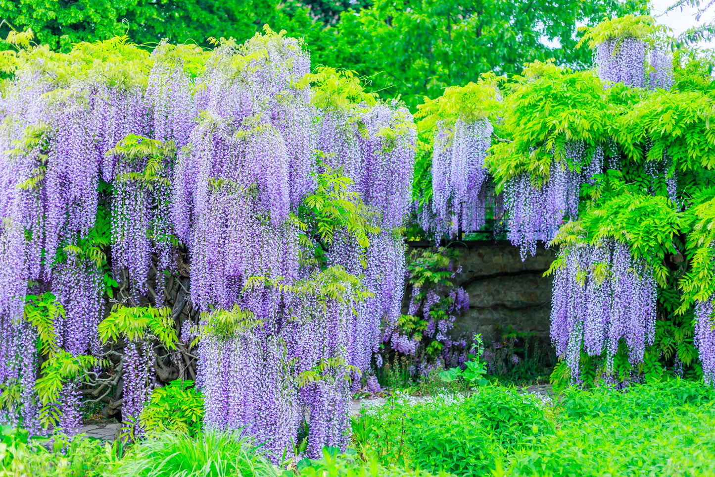 5 Japanese Wisteria (Wisteria Floribunda) Seeds