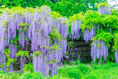5 Japanese Wisteria (Wisteria Floribunda) Seeds