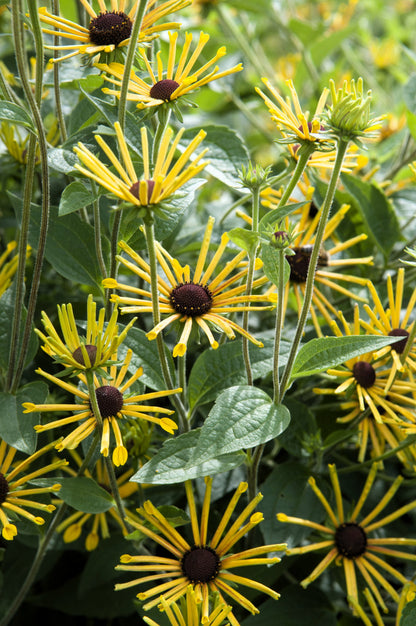 300 Sweet Coneflower (Rudbeckia Subtomentosa; Sweet Black Eyed Susan) Seeds