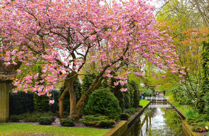 Japanese Flowering Cherry (Prunus serrulata) Seeds – 10 ct