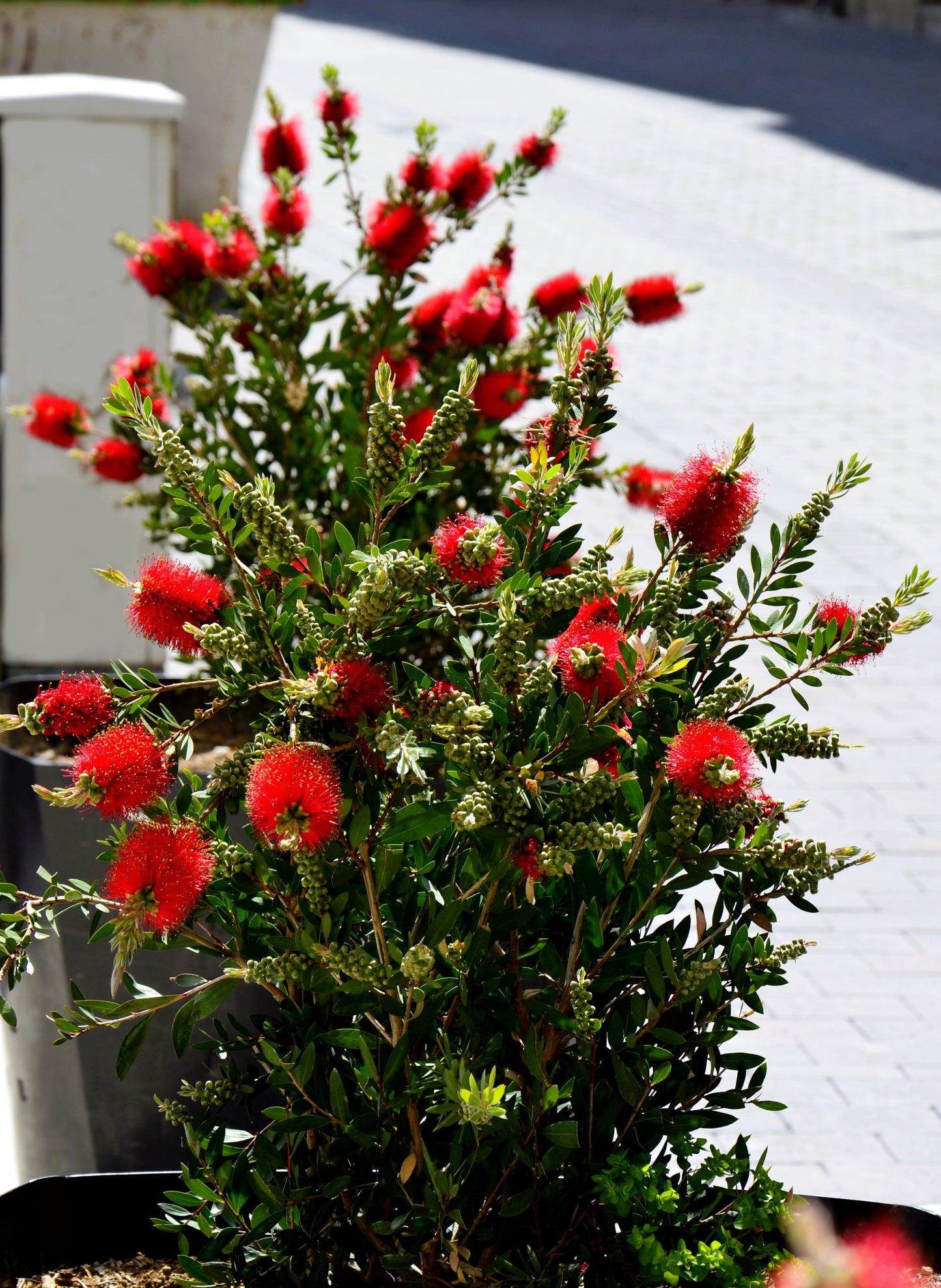 40 Crimson Bottlebrush (Callistemon Citrinus) Seeds