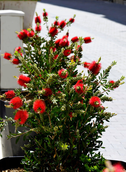 40 Crimson Bottlebrush (Callistemon Citrinus) Seeds