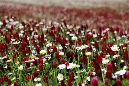 Crimson Clover (Trifolium incarnatum) Seeds – 3,000 ct