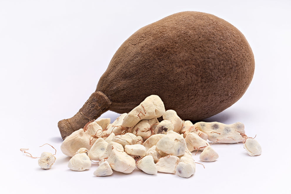 1000 BULK African BAOBAB TREE Adansonia Digitata Monkey Bread Judas Fr ...