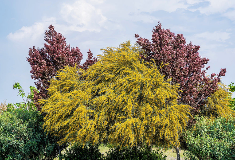 10 Golden Mimosa (Acacia Baileyana) Seeds