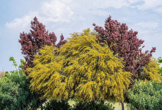 10 Golden Mimosa (Acacia Baileyana) Seeds