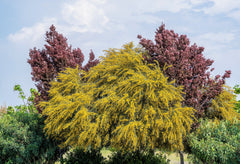 10 Golden Mimosa (Acacia Baileyana) Seeds