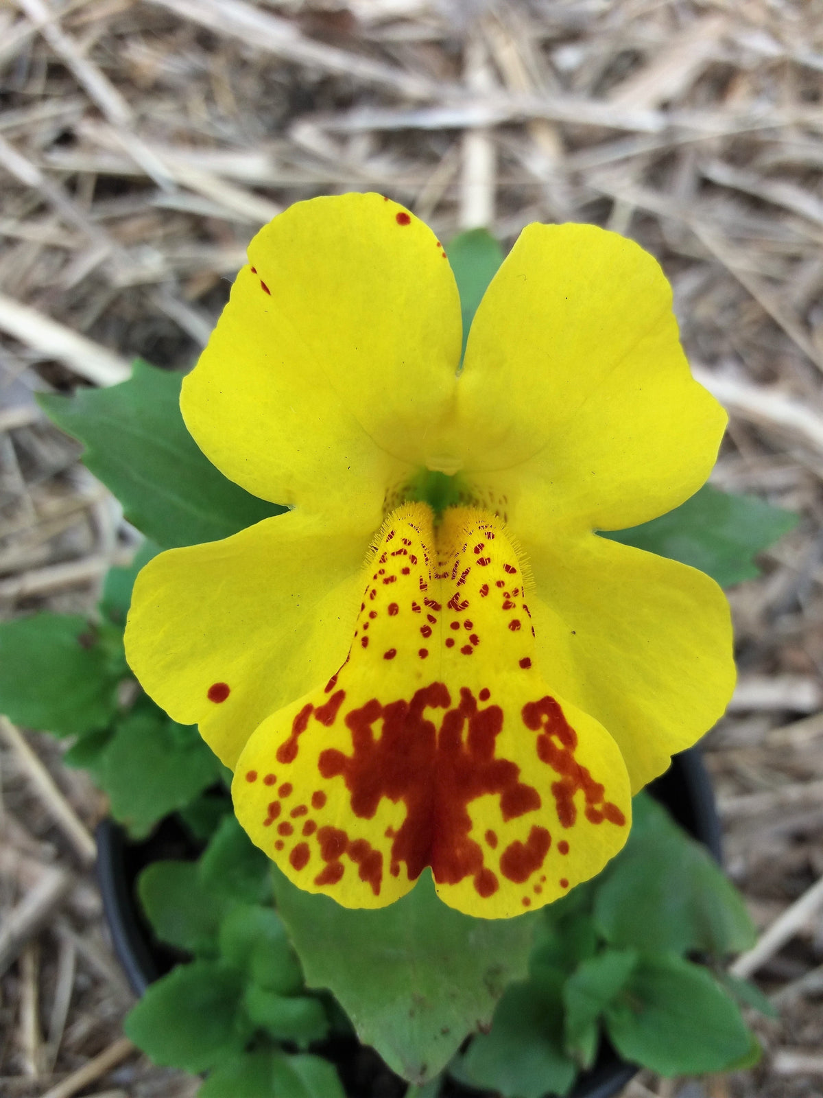 Yellow Monkey Flower (Mimulus guttatus) Seeds – 250 ct