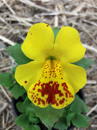 Yellow Monkey Flower (Mimulus guttatus) Seeds – 250 ct