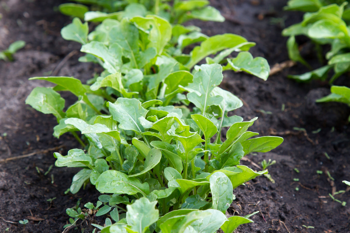 2000 Arugula (Eruca Vesicaria Sativa) Seeds