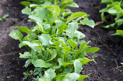 2000 Arugula (Eruca Vesicaria Sativa) Seeds
