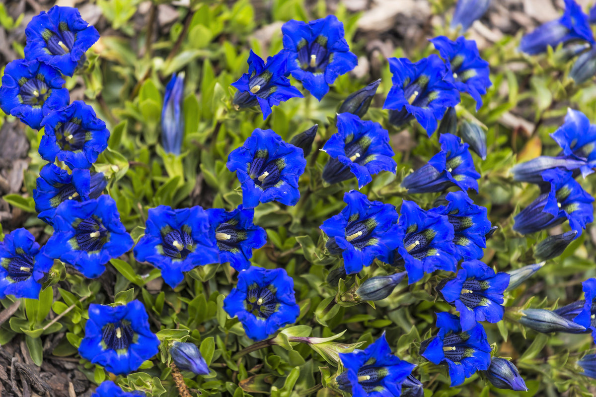 15 Blue Stemless Gentian (Gentiana Acaulis) Seeds