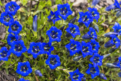 15 Blue Stemless Gentian (Gentiana Acaulis) Seeds