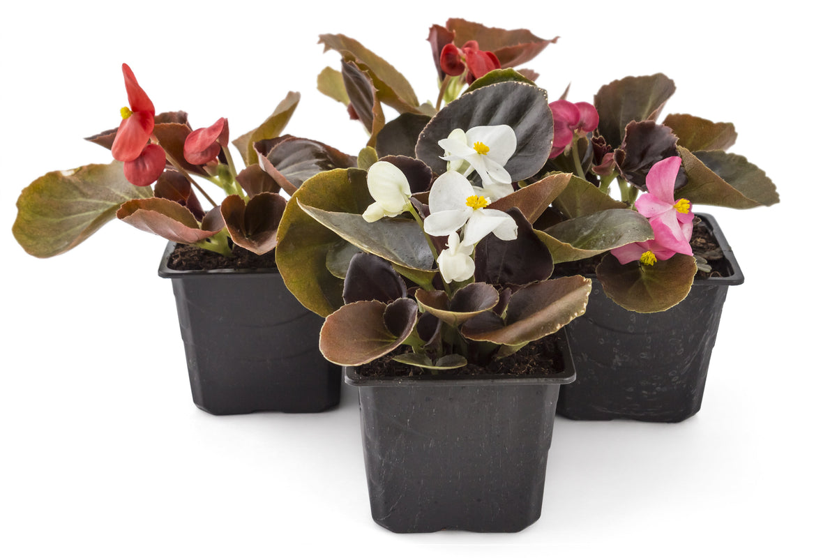 Mixed Wax Begonia (Begonia semperflorens) Seeds – 25 ct
