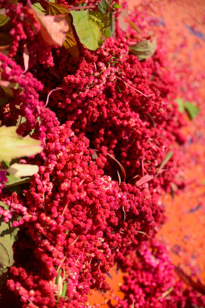 100 Red Head Quinoa (Chenopodium Quinoa) Seeds