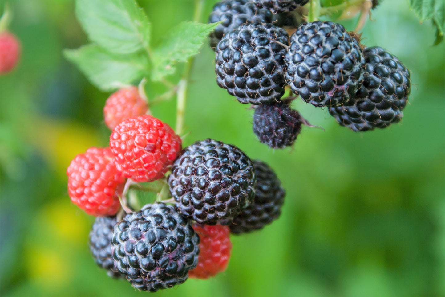 50 Black Raspberry (Rubus Leucodermis) Seeds