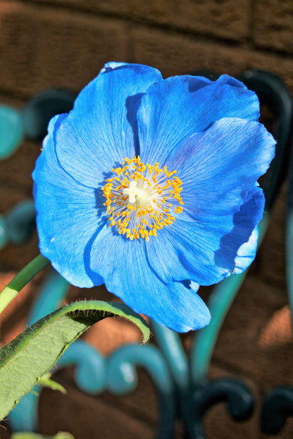 10 Blue Himalayan Poppy (Meconopsis Betonicifolia) Seeds