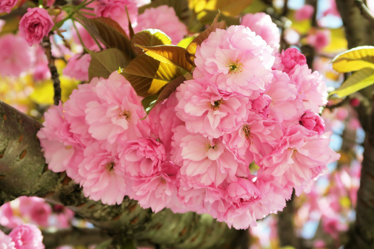 Japanese Flowering Cherry (Prunus serrulata) Seeds – 10 ct