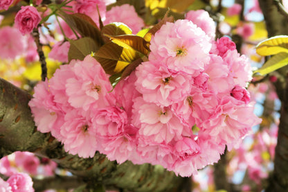 Japanese Flowering Cherry (Prunus serrulata) Seeds – 10 ct