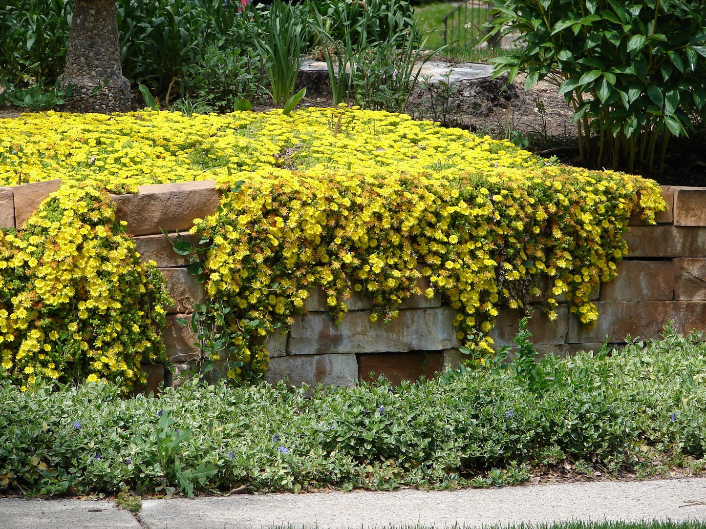 100 Gelato Yellow Ice Plant (Dorotheanthus Bellidiformis) Seeds