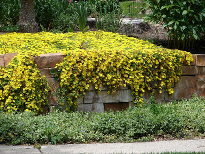 100 Gelato Yellow Ice Plant (Dorotheanthus Bellidiformis) Seeds