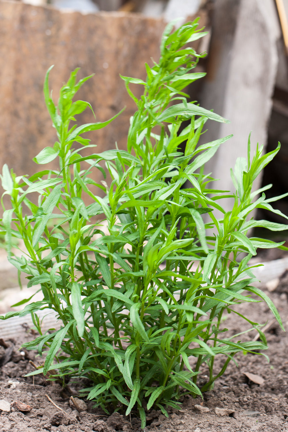 100 Tarragon (Artemisia Dracunculus) Seeds