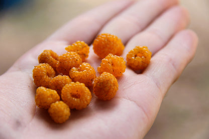 20 Salmonberry (Rubus Spectabilis) Seeds