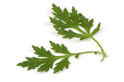 1000 Mugwort (Artemisia Vulgaris) Seeds