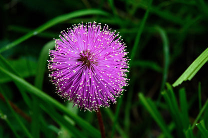 100 Sensitive Plant (Mimosa Pudica) Seeds