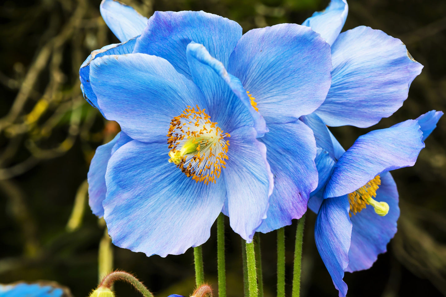 10 Blue Himalayan Poppy (Meconopsis Betonicifolia) Seeds