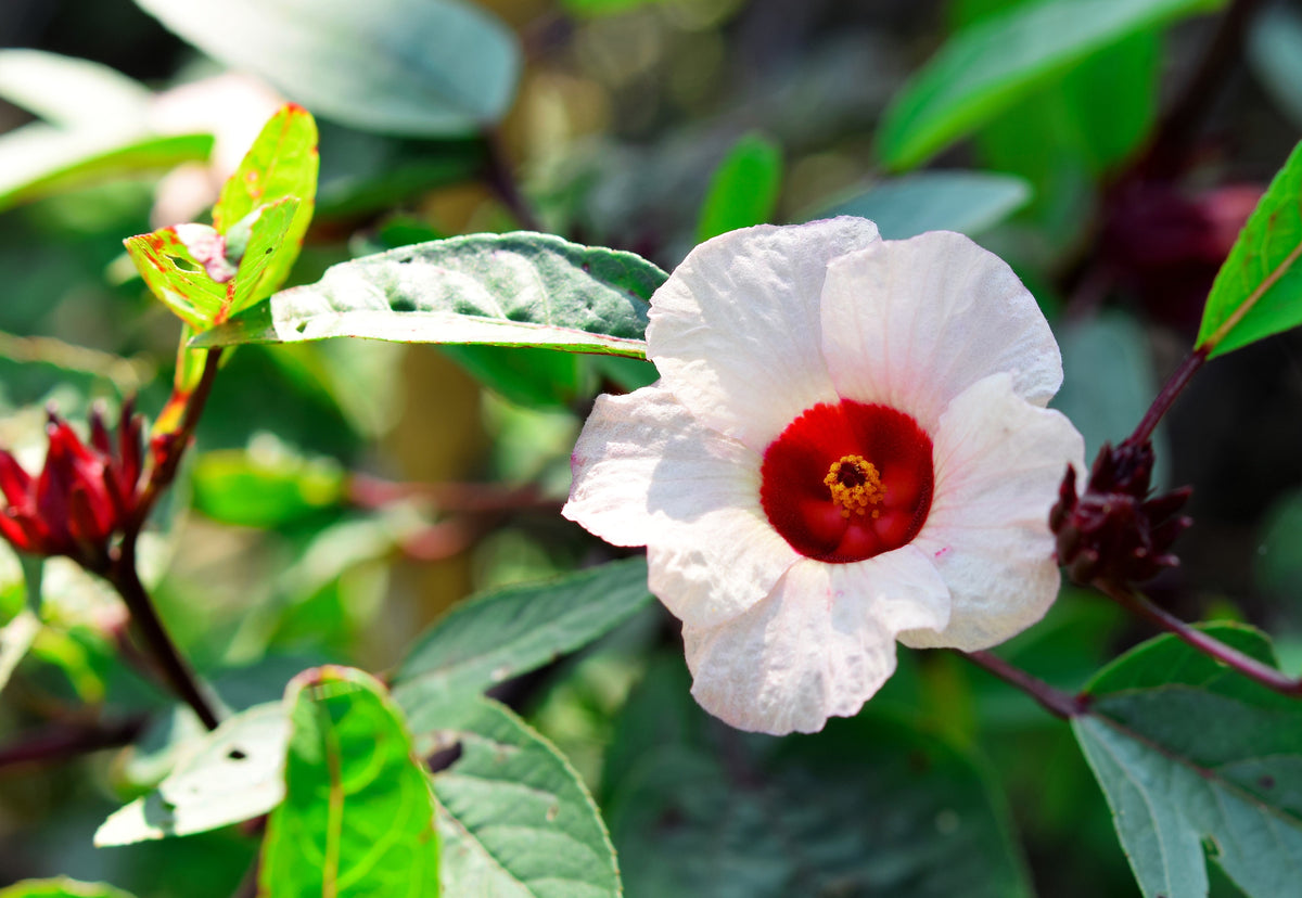 Roselle (Hibiscus sabdariffa) Seeds – 50 ct